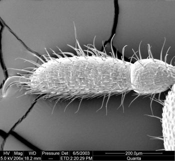 Media type: image;   Invertebrate Zoology 134639